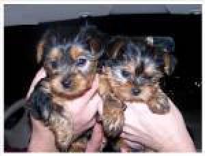 YorkiePuppiesForFreeAdoption